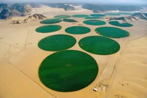 Le Qatar va produire du blé dur dans le Grand Sahara : La faillite d'un régime moribond