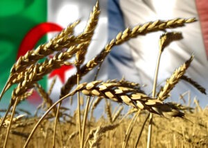 La malédiction du blé : de Bacri et Bouchenaq à Amouyal – les Séfarades gardiens du commerce céréalier algérien