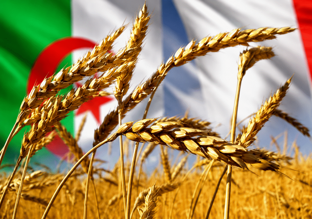 Illustration : Blé, silence et uniformes : l’échec alimentaire des régimes militaires en Égypte et en Algérie